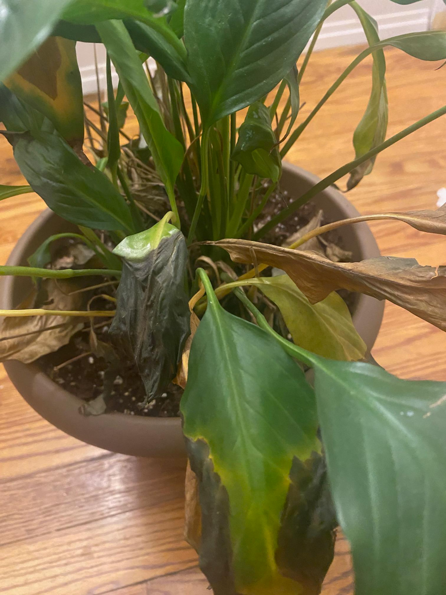 Wilted peace lily